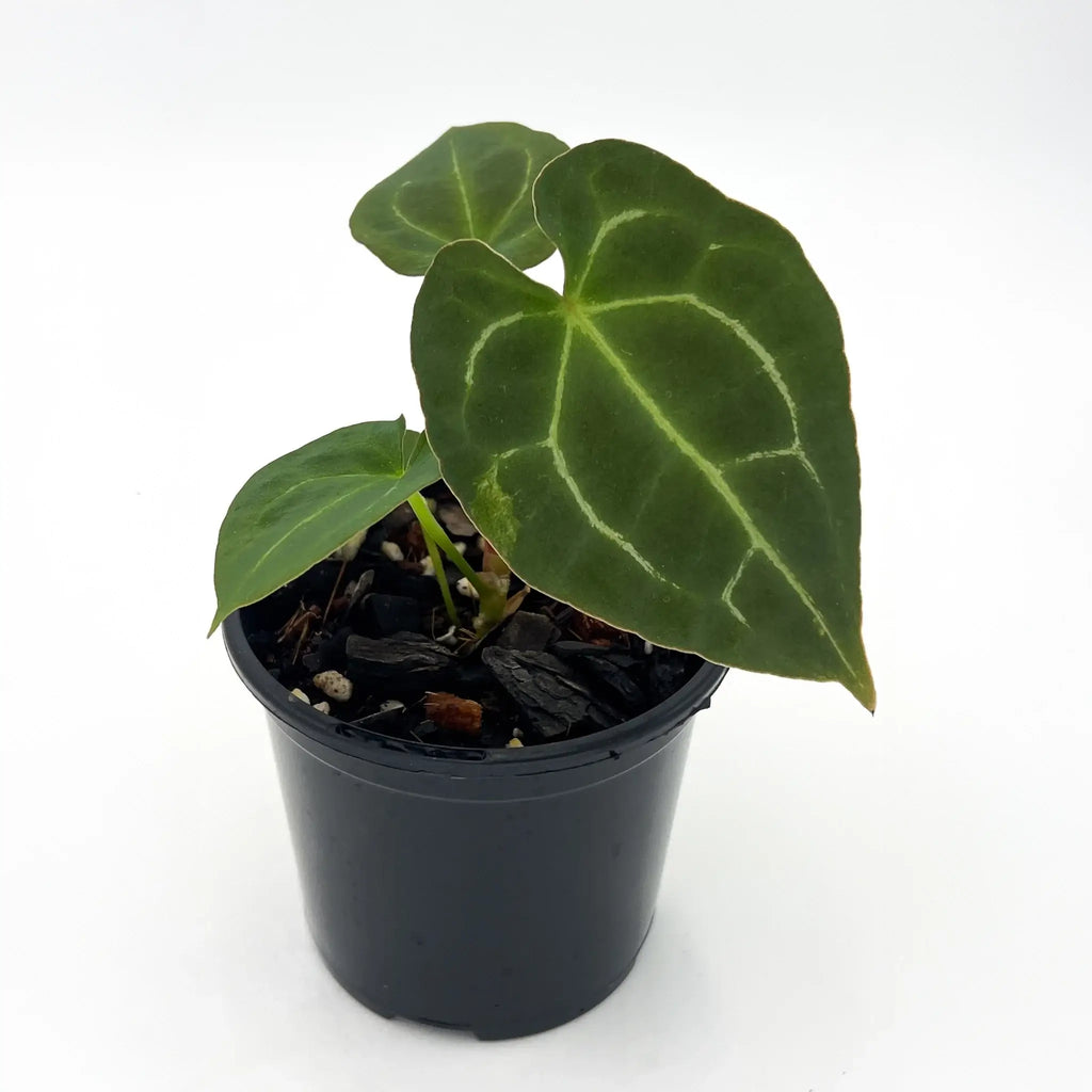 Anthurium forgetii × 'Dark Forgetii' Hybrid featuring round, velvety leaves in a black pot. Rare indoor plants Australia, Chalet Boutique.