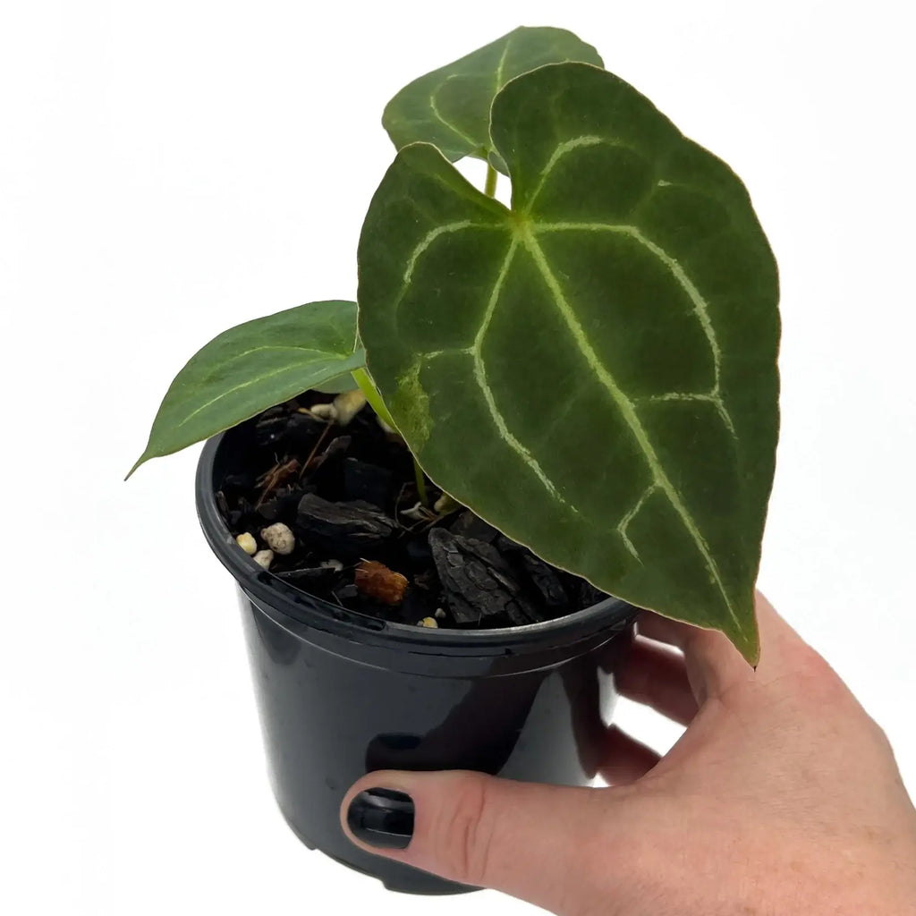 Anthurium forgetii × 'Dark Forgetii' Hybrid in a black pot, showcasing velvety leaves. Buy rare plants online at Chalet Boutique, Australia.