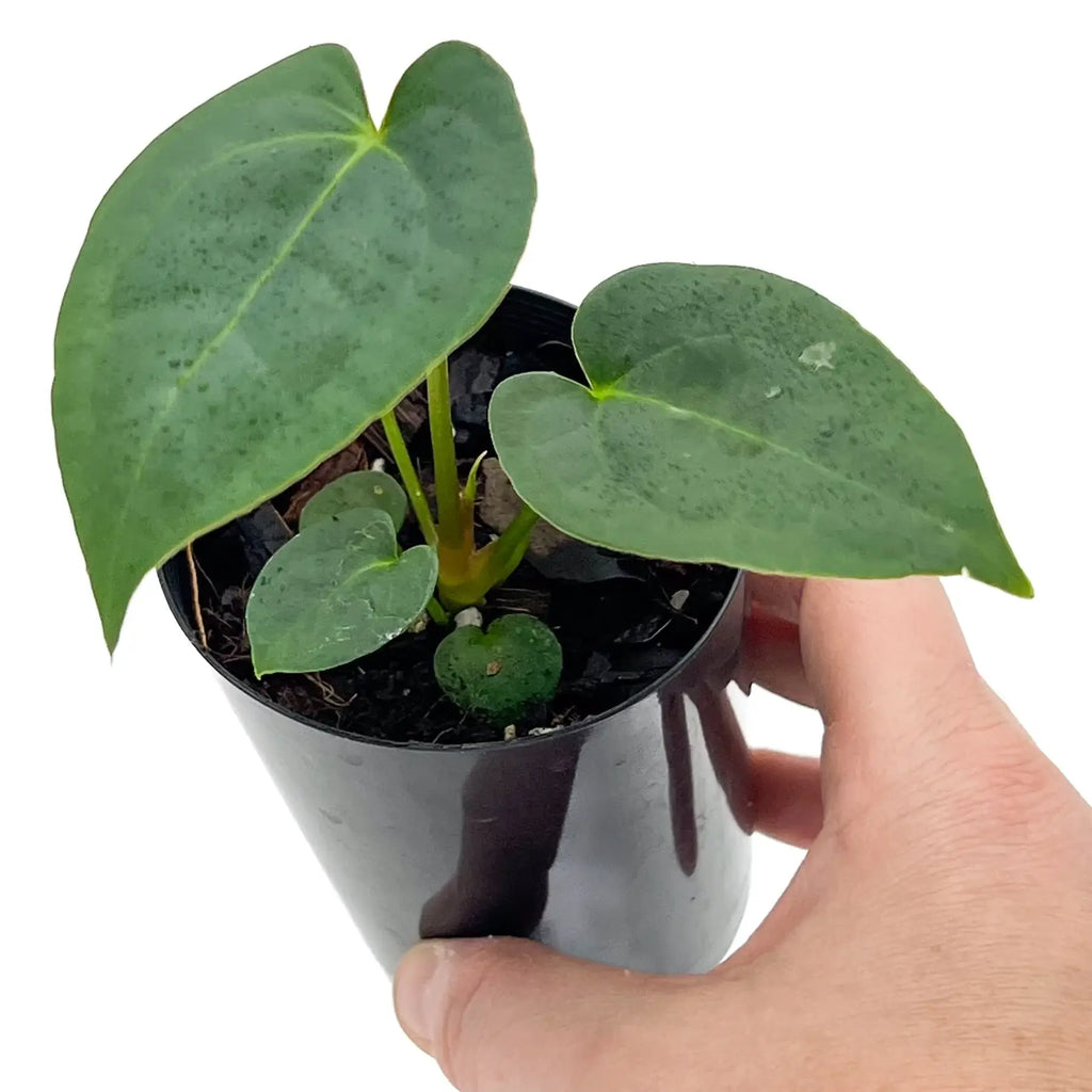 Anthurium 'Dark Mystery' in a black pot, showcasing its glossy dark leaves, perfect for indoor plant lovers. Chalet Boutique, Australia.