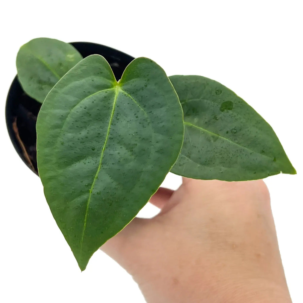 Anthurium 'Dark Mystery' leaves showcasing shiny, elongated dark foliage in a 10cm propagation pot - Chalet Boutique, Australia.