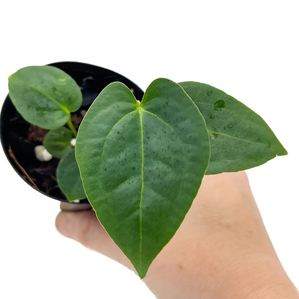 Close-up of Anthurium 'Dark Mystery' in hand, showcasing its glossy, elongated dark leaves. Chalet Boutique, Australia.