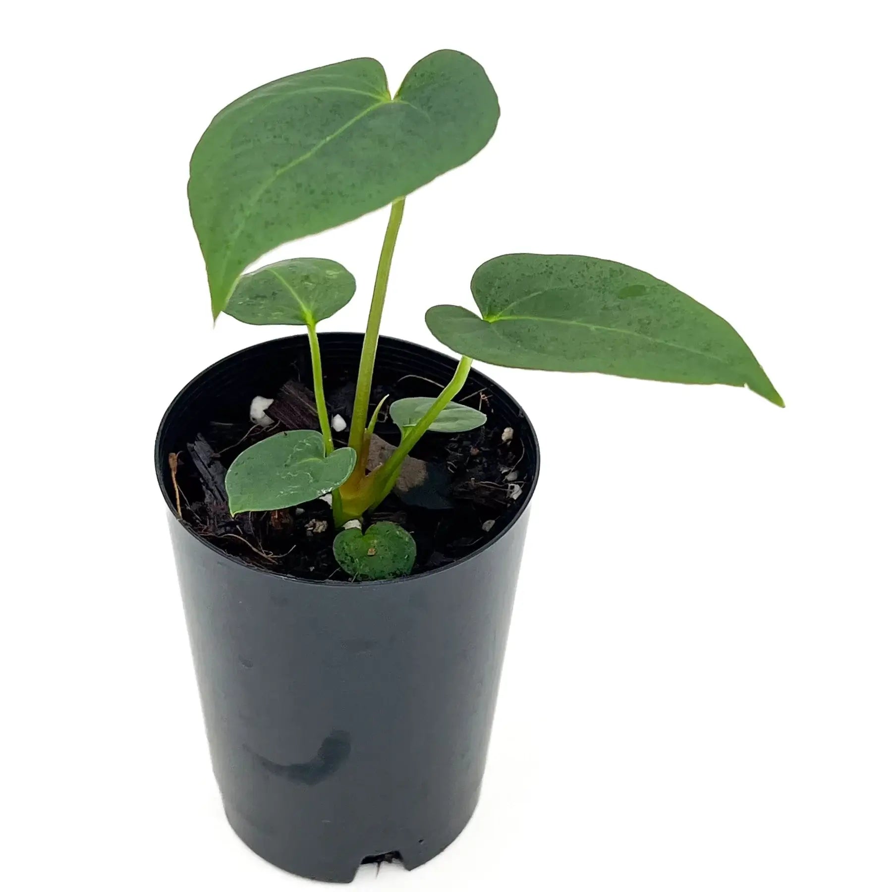 Buy Anthurium 'Dark Mystery' - Rare Indoor Plant