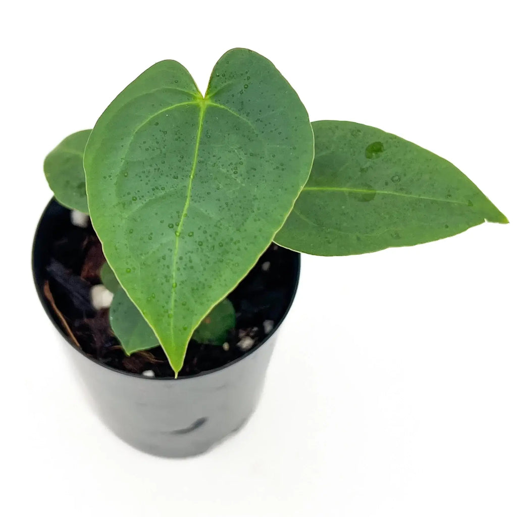 Anthurium 'Dark Mystery' in a 10cm pot showcasing glossy, dark green leaves, available at Chalet Boutique, Australia.