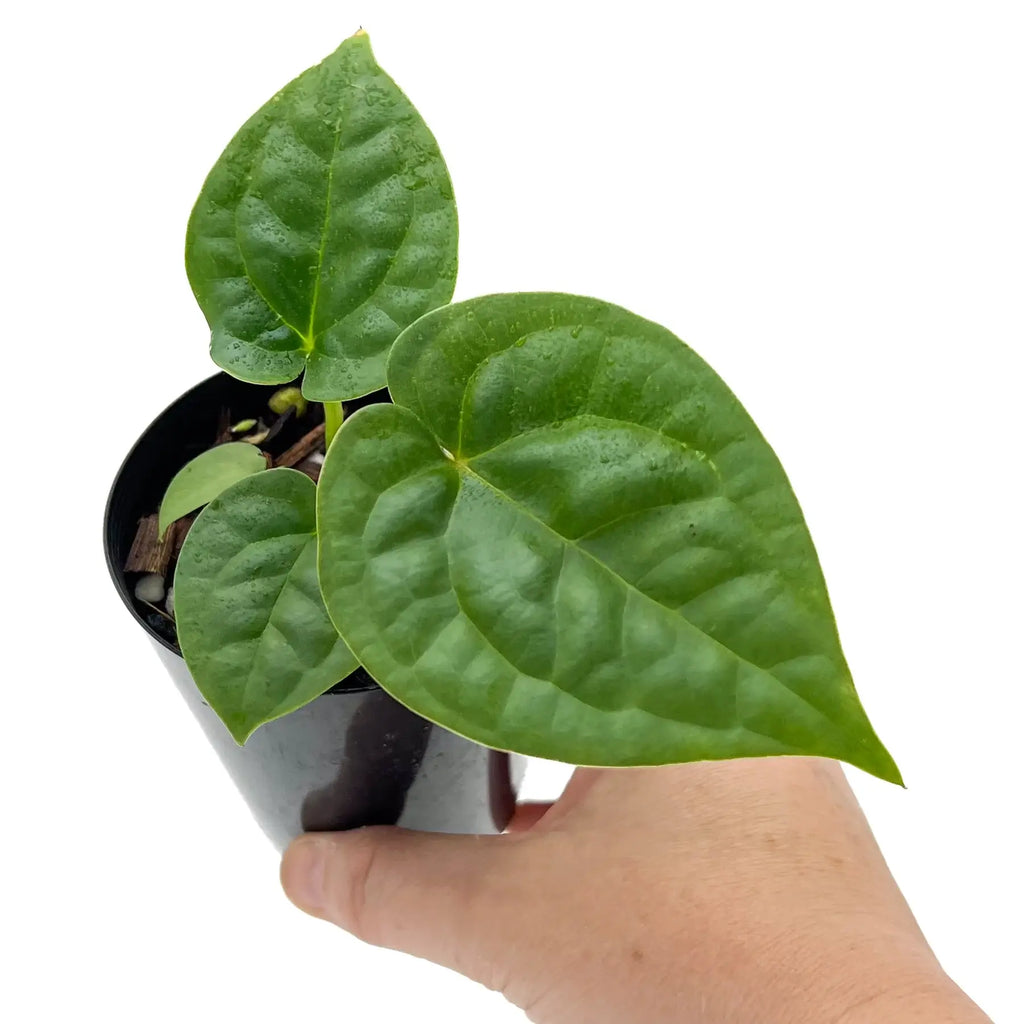 Anthurium 'Dora the Luxplorer' with vibrant green velvet leaves in a black pot, perfect for indoor plant enthusiasts. Chalet Boutique, Australia.