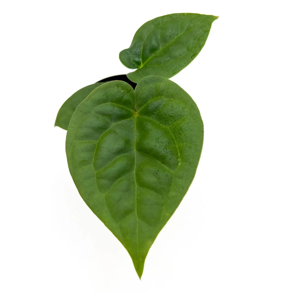 Heart-shaped green leaves of a rare indoor plant perfect for houseplant collectors, available at Chalet Boutique, Australia.