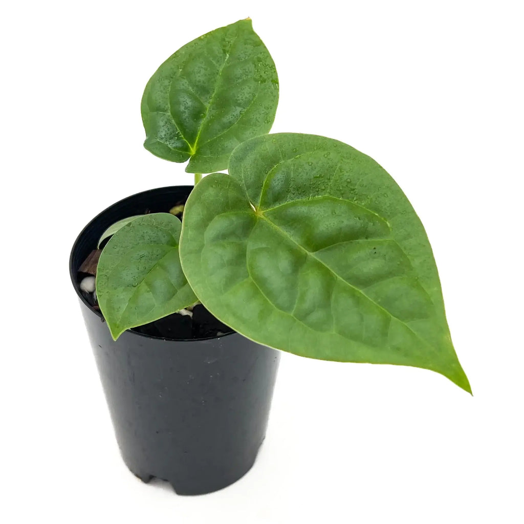 Anthurium 'Dora the Luxplorer' with vibrant green velvet leaves in a black nursery pot, available at Chalet Boutique, Australia.