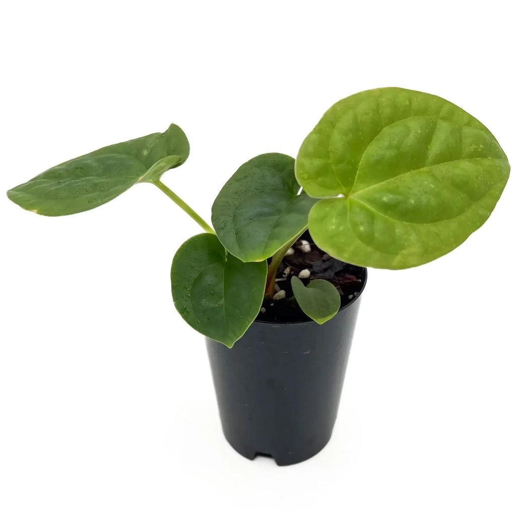 Anthurium 'Dora the Luxplorer' in a black pot showcasing vibrant green velvet leaves, available at Chalet Boutique, Australia.