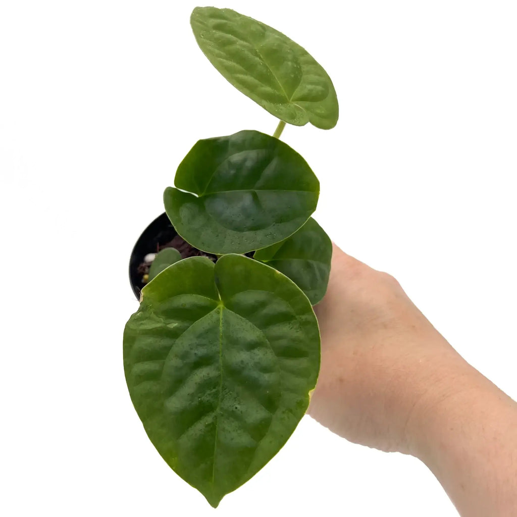 Anthurium 'Dora the Luxplorer' showcasing vibrant green velvet leaves in a hand, ideal for rare indoor plants in Australia. Chalet Boutique, Australia.