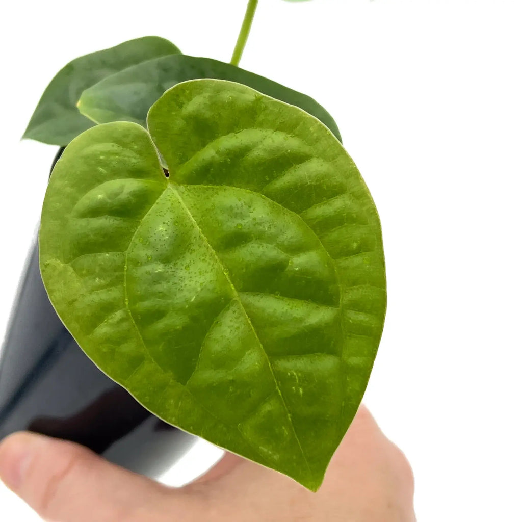 Close-up of Anthurium leaf showcasing vibrant green color and textured surface, perfect for indoor spaces. Chalet Boutique, Australia.