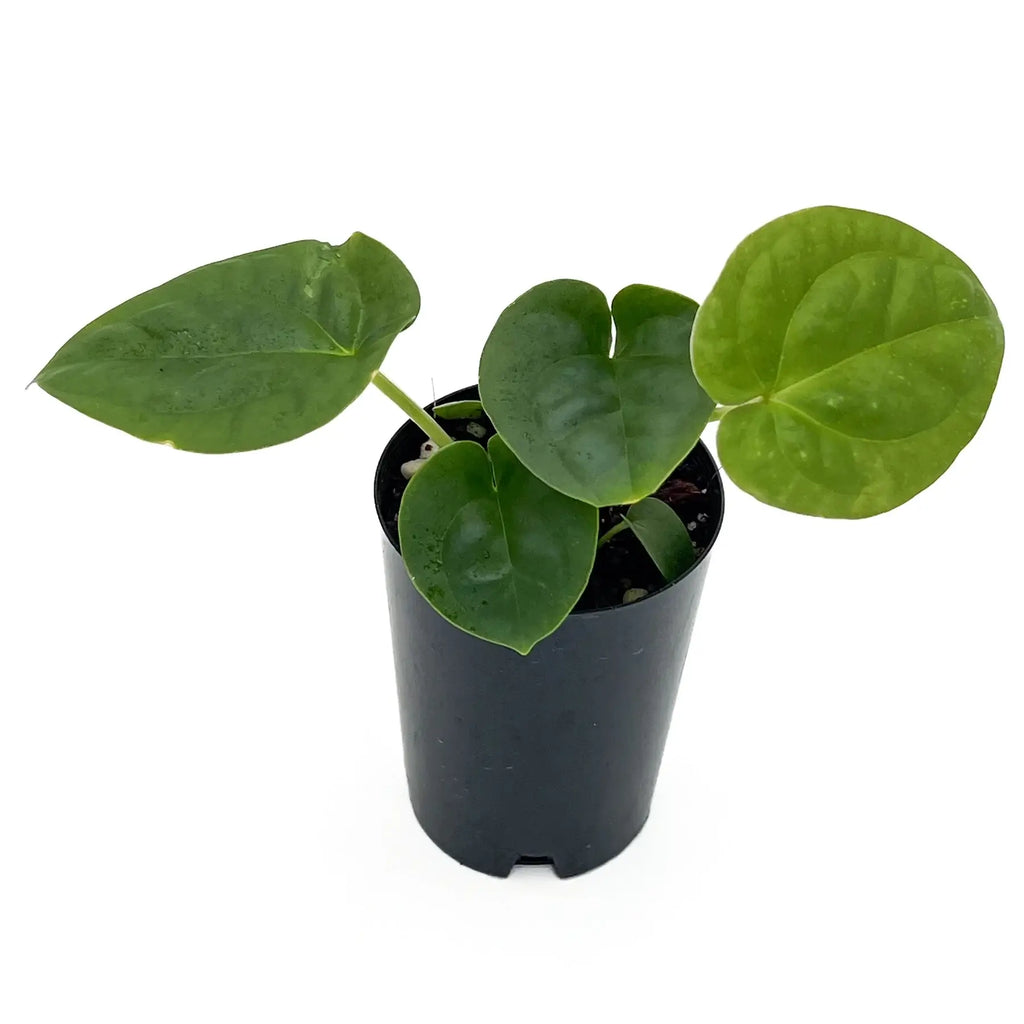 Anthurium 'Dora the Luxplorer' in a black pot showcasing vibrant green velvet leaves, a rare indoor plant from Chalet Boutique, Australia.