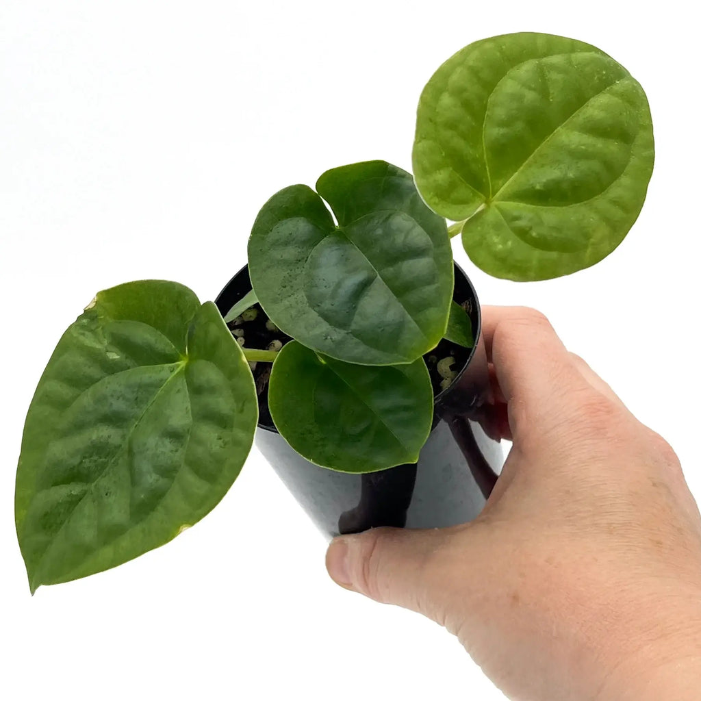 Hand holding Anthurium 'Dora the Luxplorer' with vibrant green velvet leaves, a unique indoor plant. Chalet Boutique, Australia.