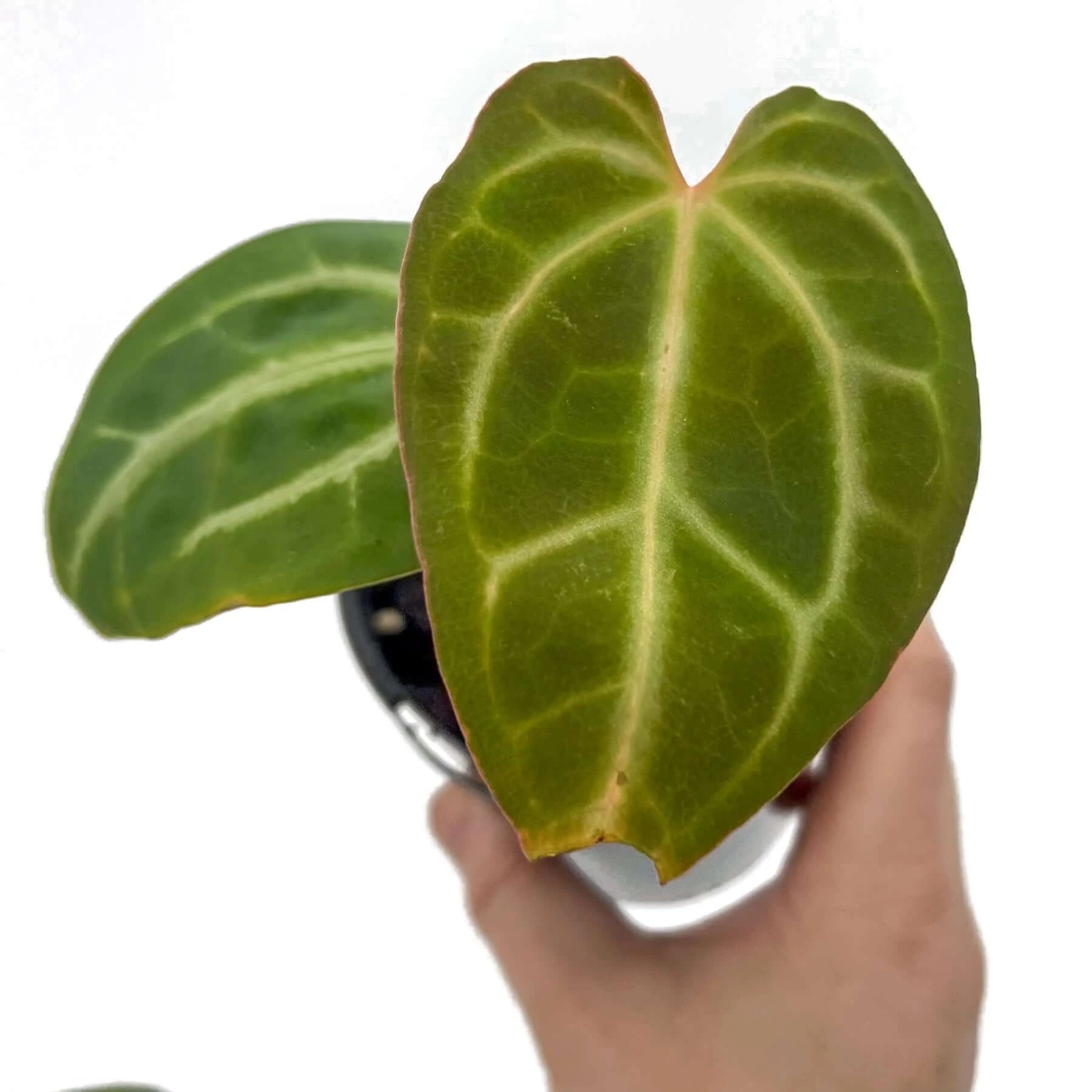 和*様 Anthurium eastern dressleri X Bloodm Anthurium Eastern Dressleri X Anthurium Dressleri 'Windy