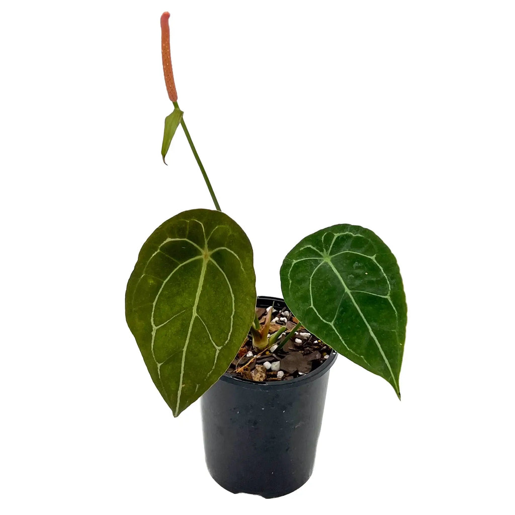 Anthurium forgetii | Indoor Plant | Chalet Boutique - Australia