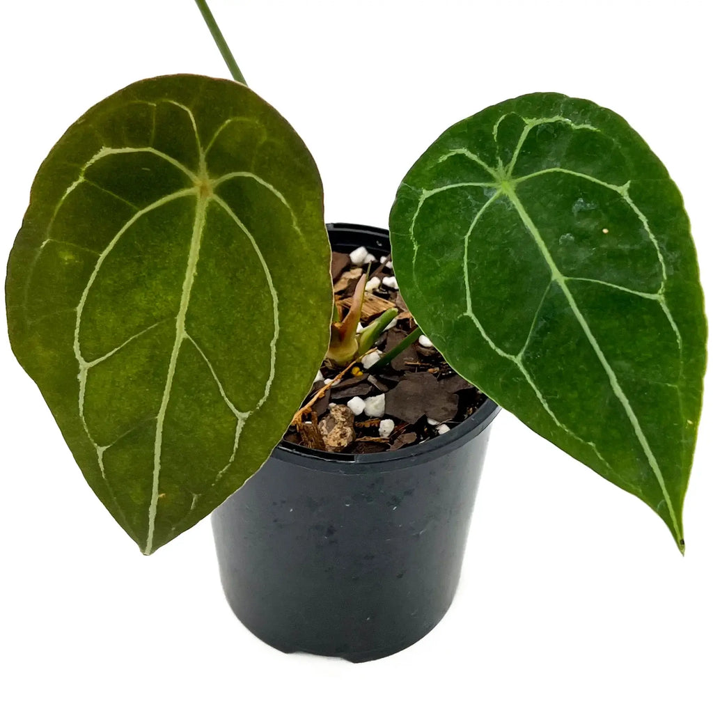 Anthurium forgetii | Indoor Plant | Chalet Boutique - Australia