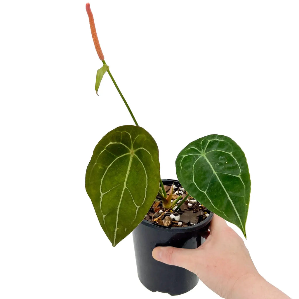 Anthurium forgetii | Indoor Plant | Chalet Boutique - Australia