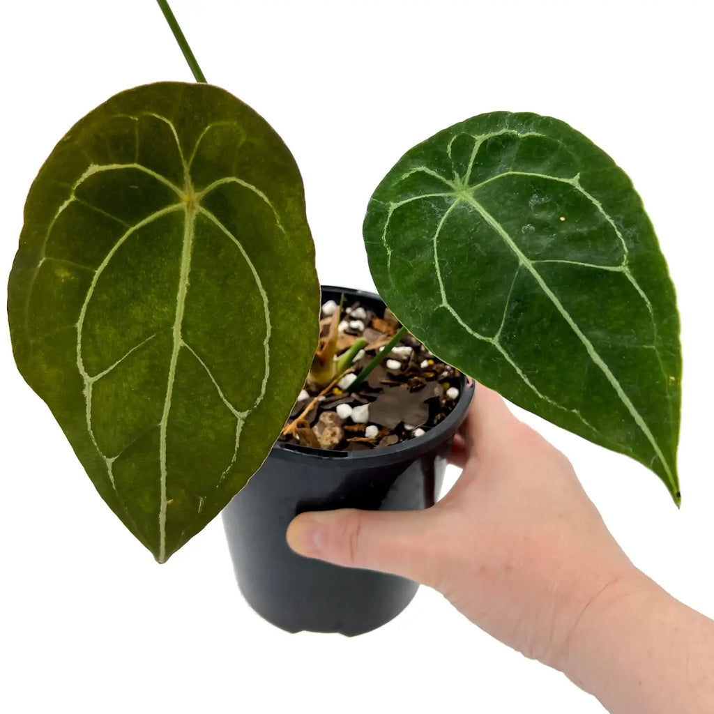 Anthurium forgetii | Indoor Plant | Chalet Boutique - Australia