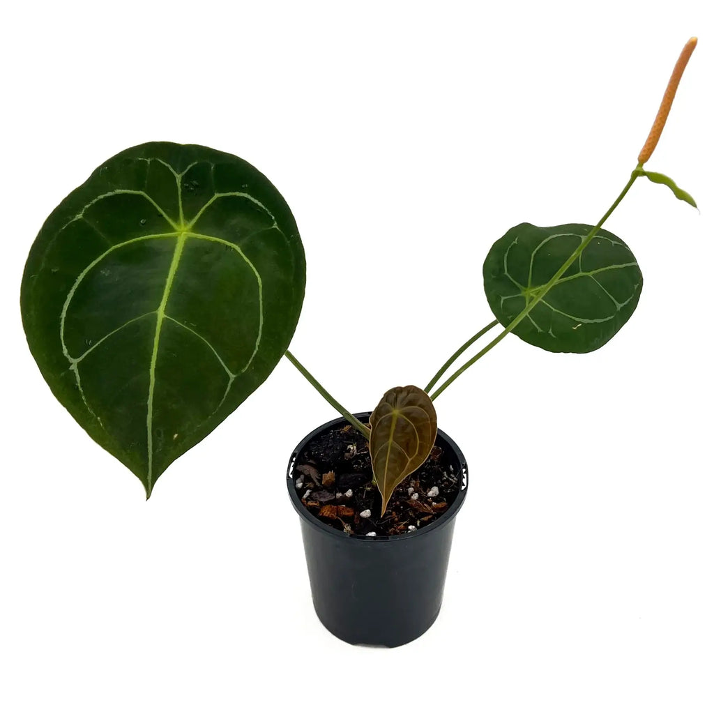 Anthurium forgetii plant with teardrop-shaped leaves in a black pot, showcasing unique foliage and silvery veins. Chalet Boutique, Australia.