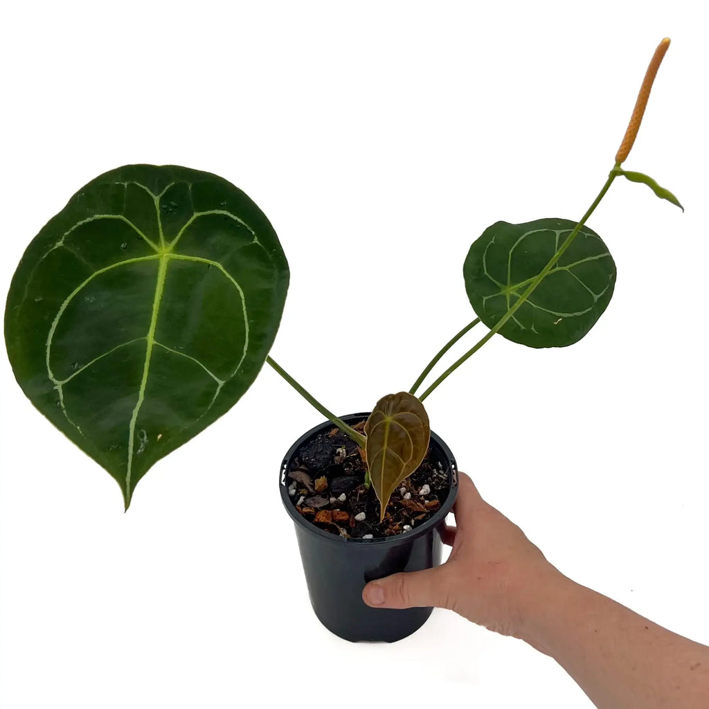 Anthurium forgetii with teardrop leaves showcased in a pot, ideal for rare indoor plants in Australia. Chalet Boutique, Australia.