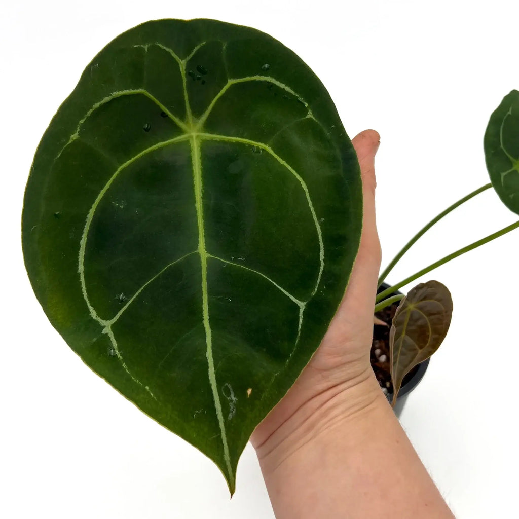 Large, deep green Anthurium forgetii leaf with silvery veins, showcasing its unique teardrop shape. Chalet Boutique, Australia.