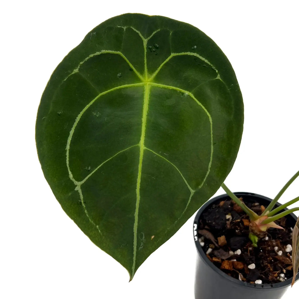 Close-up of Anthurium forgetii leaf showcasing unique teardrop shape and striking silvery veins - Chalet Boutique, Australia.