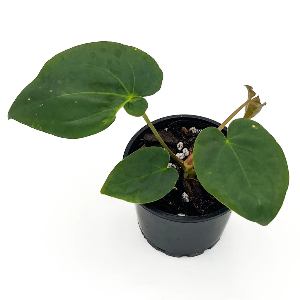 Anthurium 'Froggy Delight' indoor plant in black pot, showcasing unique green leaves. Buy rare plants online at Chalet Boutique, Australia.