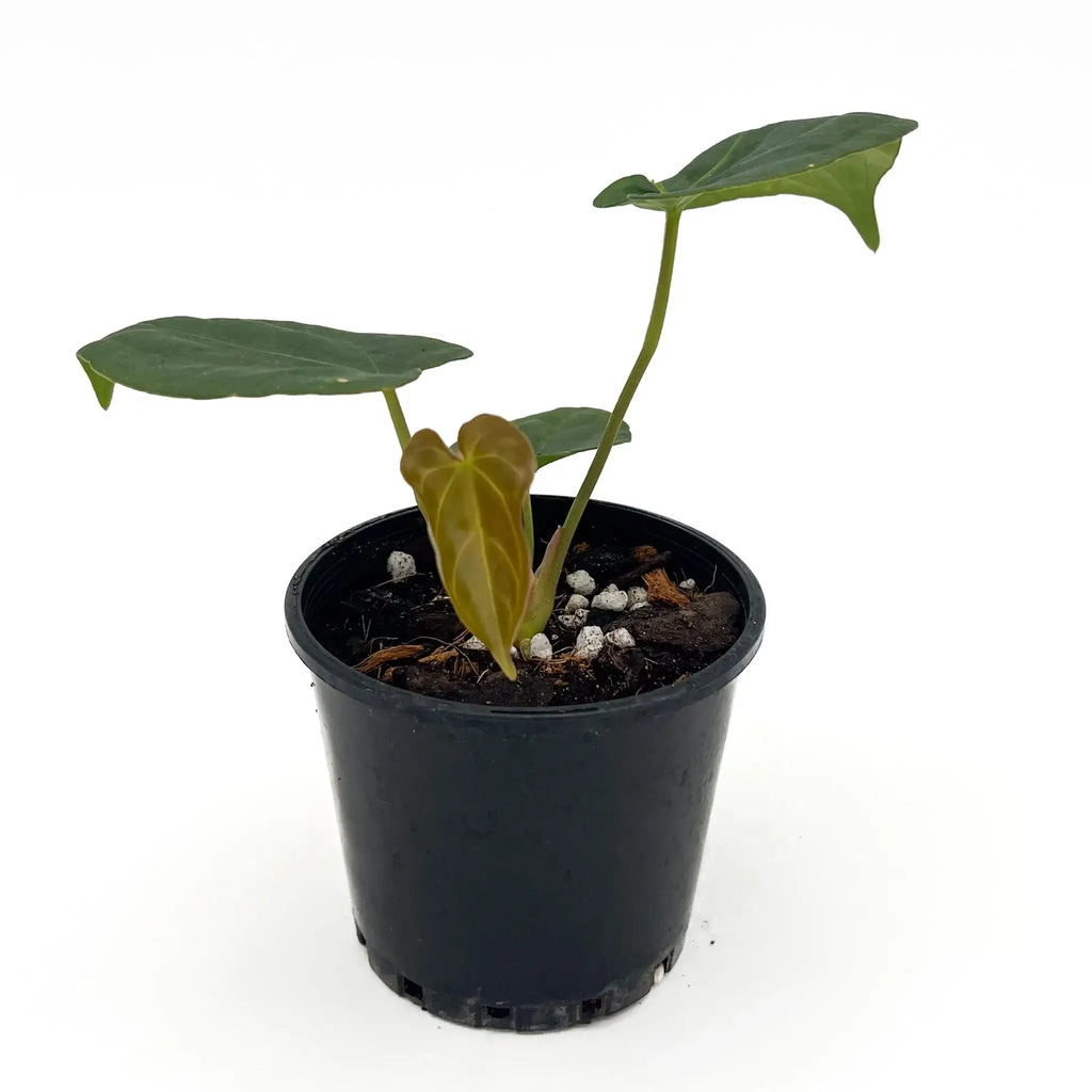 Anthurium 'Froggy Delight' rare hybrid indoor plant in a black pot, available at Chalet Boutique, Australia.
