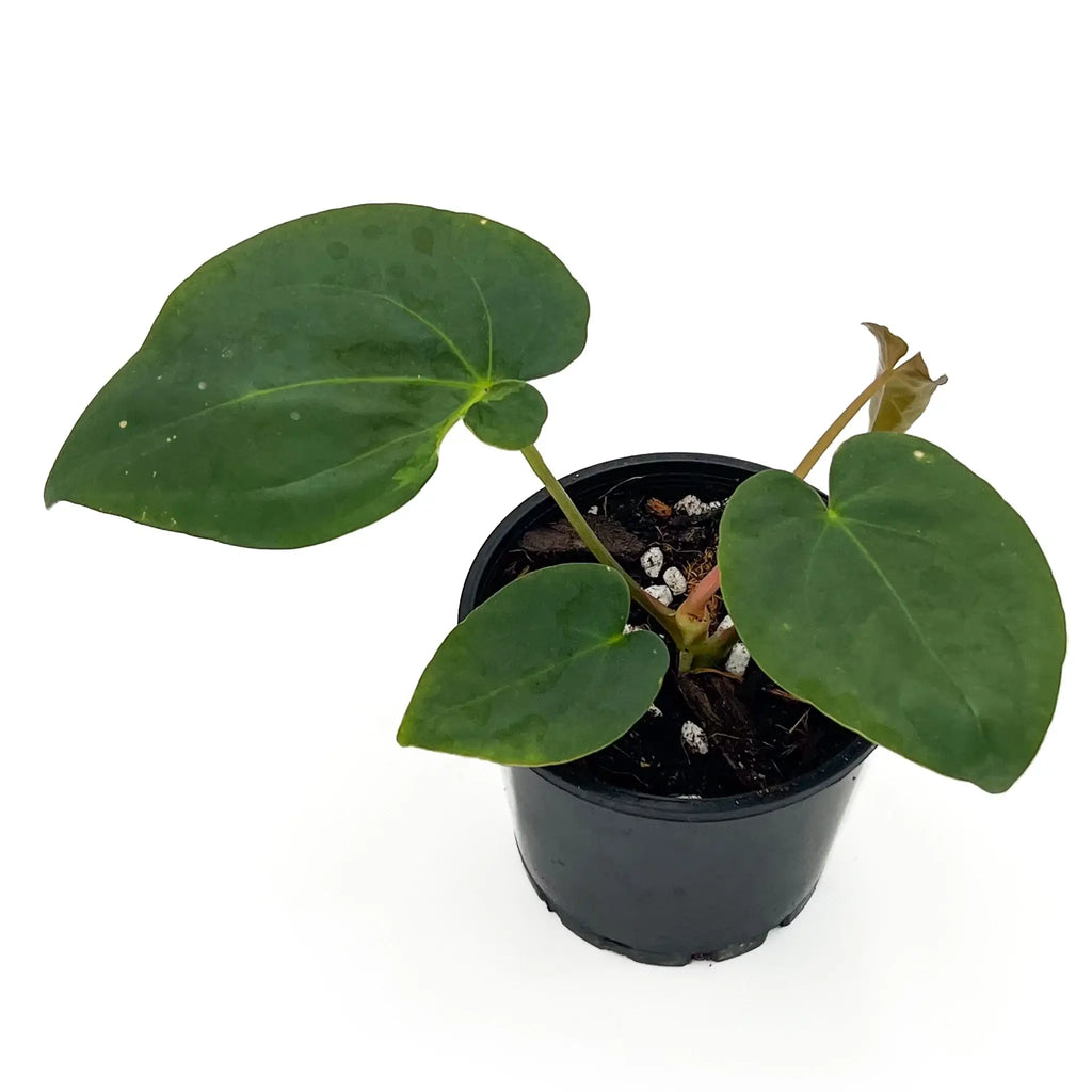 Anthurium 'Froggy Delight' in a black pot, showcasing lush green leaves, available at Chalet Boutique, Australia.