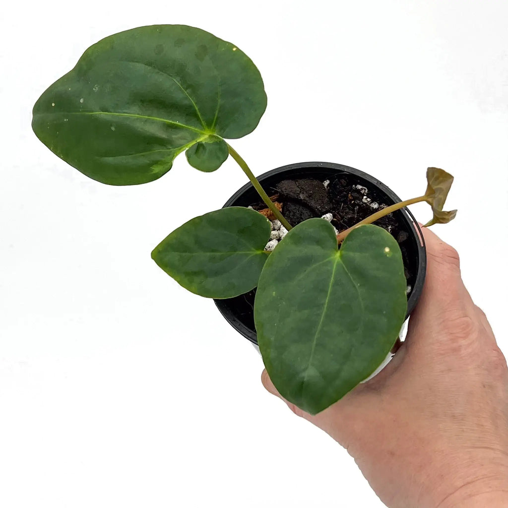Anthurium 'Froggy Delight' in a pot, showcasing unique leaves. Buy rare indoor plants online at Chalet Boutique, Australia.