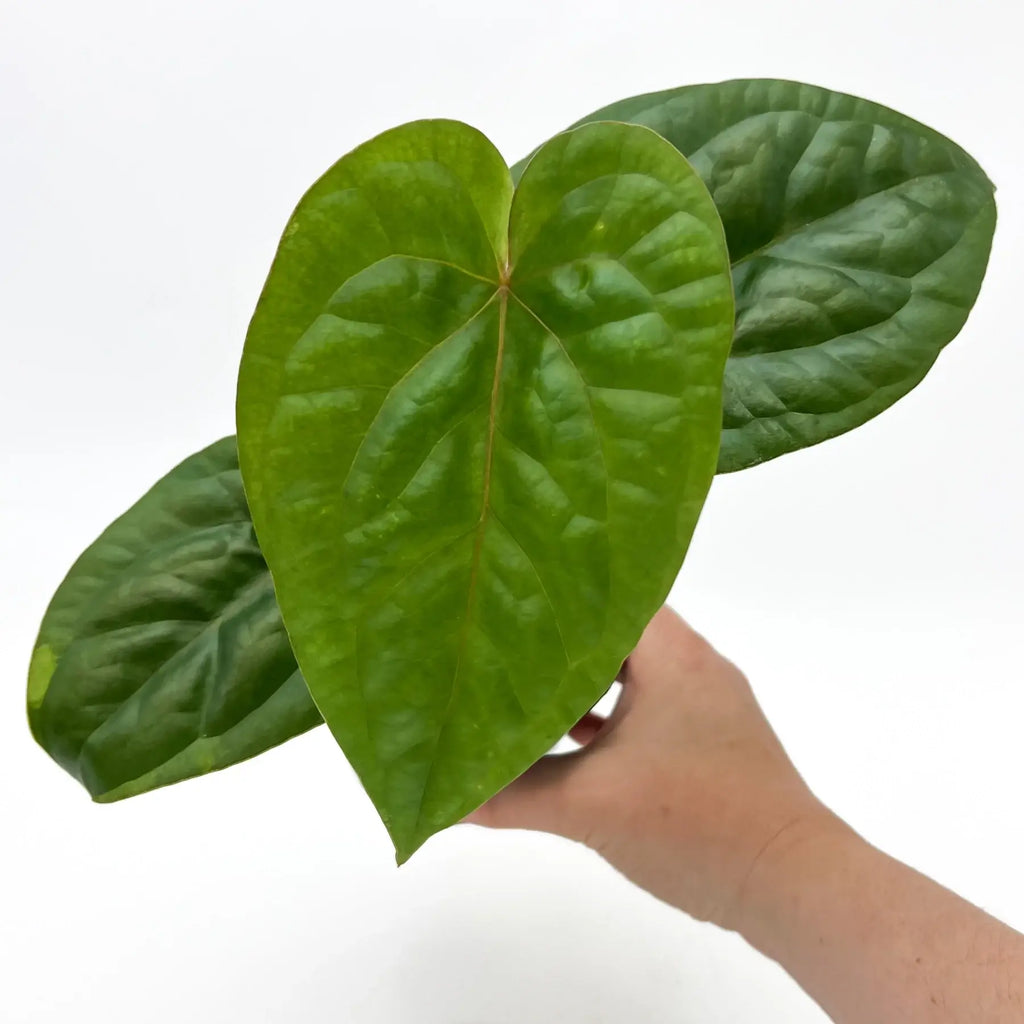 Large, vibrant Anthurium 'Glory Hole' leaves showcasing rich textures, perfect for indoor plant lovers. Chalet Boutique, Australia.