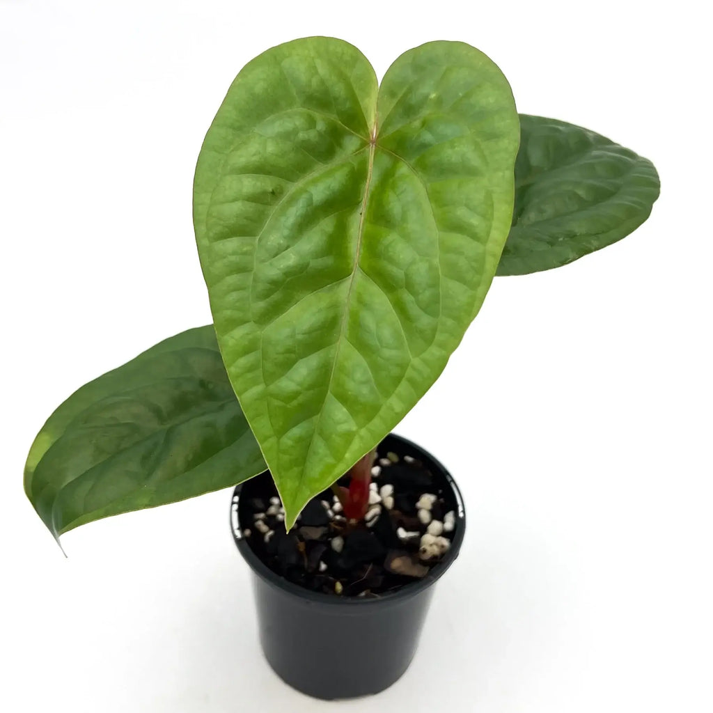 Anthurium 'Glory Hole' houseplant in a 10cm nursery pot, showcasing unique bumpy green leaves. Chalet Boutique, Australia.