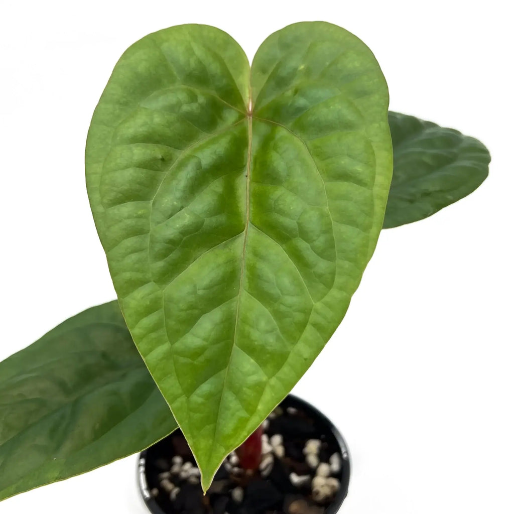 Close-up of Anthurium 'Glory Hole' leaf showcasing its vibrant green texture. Chalet Boutique, Australia.