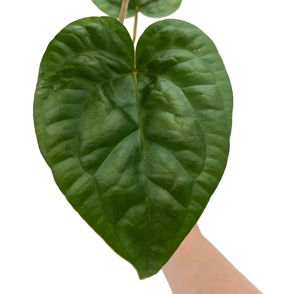 Heart-shaped leaf of a rare aroid indoor plant, showcasing rich green texture, perfect for tropical plant enthusiasts. Chalet Boutique, Australia.