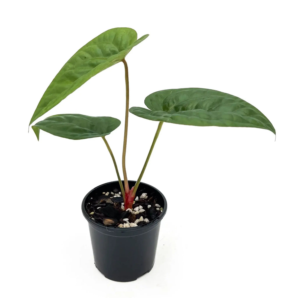 Anthurium 'Glory Hole' in a 10cm nursery pot, showcasing lush green leaves and unique textures. Chalet Boutique, Australia.