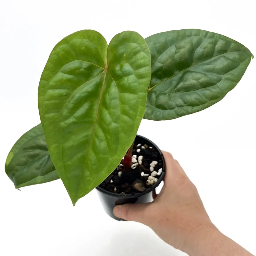 Hand holding an Anthurium 'Glory Hole' plant in a 10cm pot, showcasing its vibrant green leaves. Chalet Boutique, Australia.