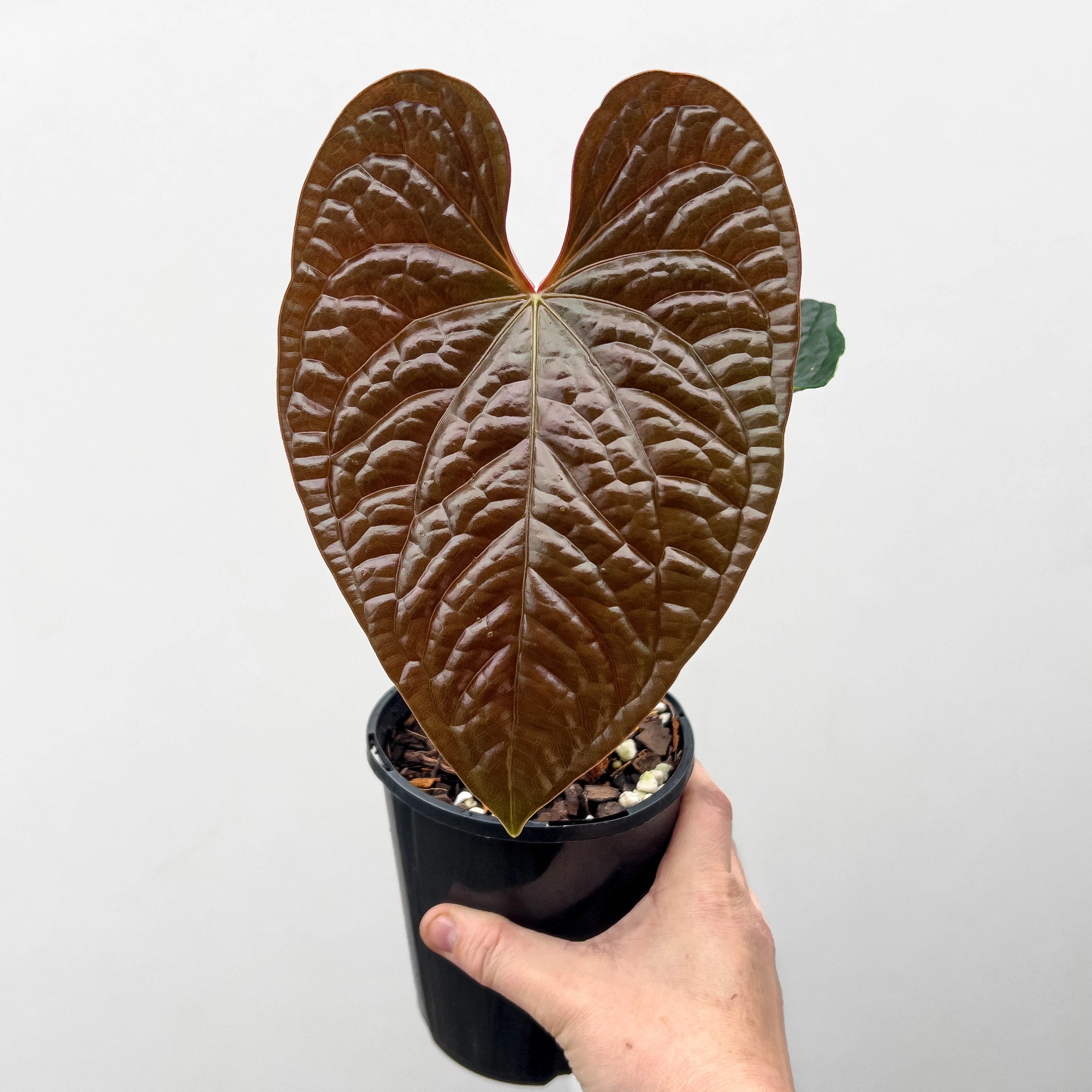 anthurium luxurians humidity Anthurium luxurians
