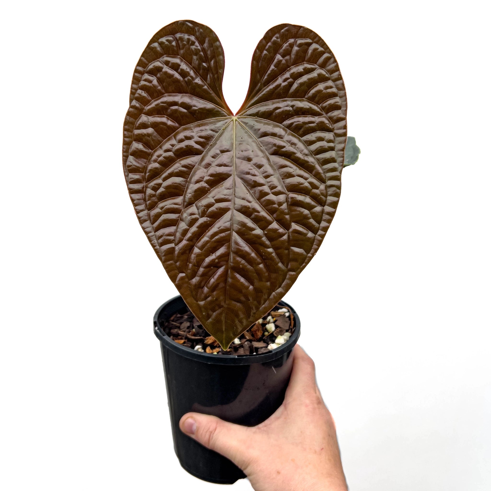 Anthurium luxurians