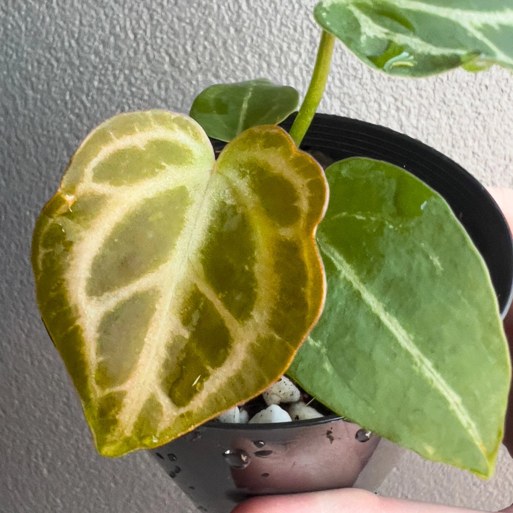 Close-up of Anthurium magnificum × forgetii foliage highlighting heart-shaped form and bold vein contrast. Rare indoor plant collectors Australia.