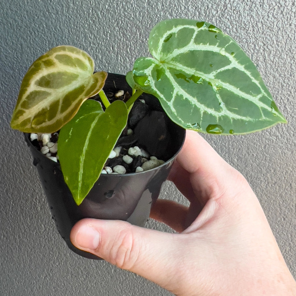 Person holding a potted Anthurium magnificum × forgetii with upright stems and velvety textured foliage. Trusted indoor plant shop Australia.