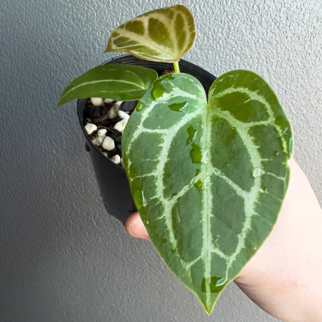 Person holding a potted Anthurium magnificum × forgetii with upright stems and velvety textured foliage. Trusted indoor plant shop Australia.