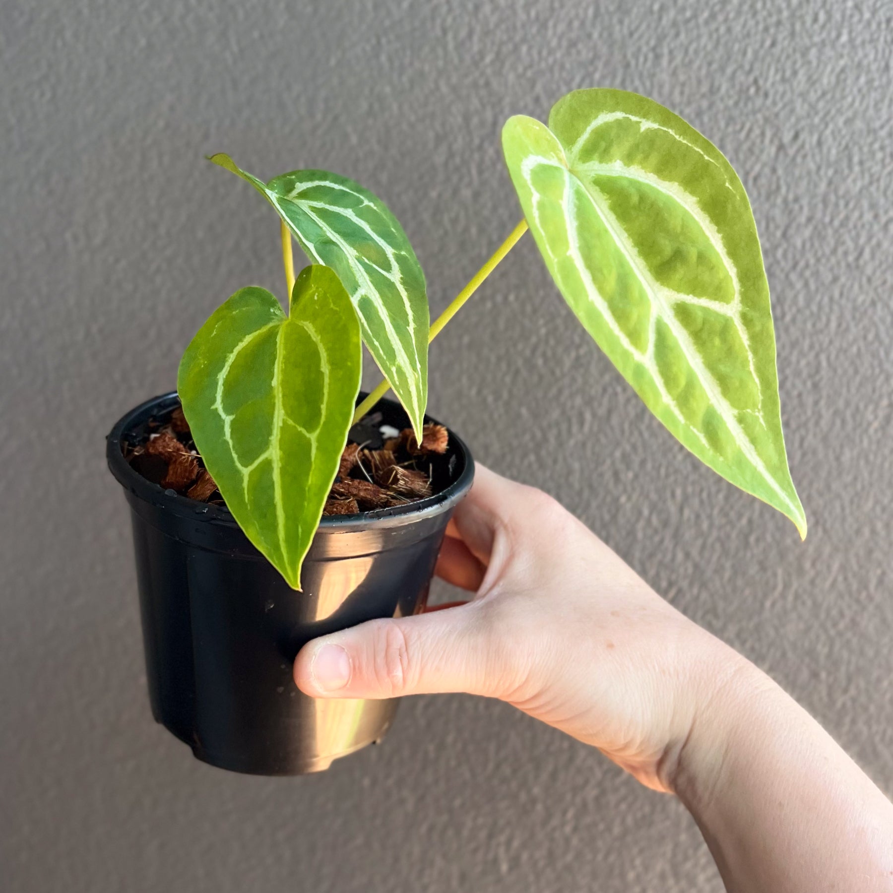 anthurium magnificum x forgetii Anthurium magnificum x forgetii