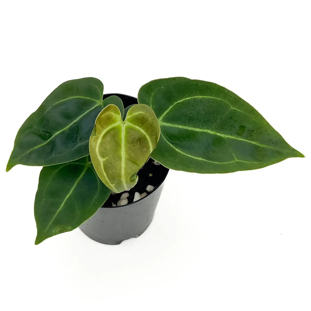 Anthurium 'Melano Sunset' with dark bullate leaves and yellow variegation in black pot, available at Chalet Boutique, Australia.