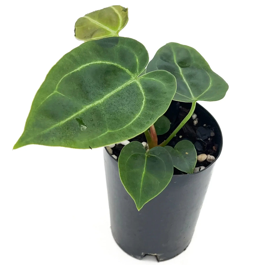 Anthurium 'Melano Sunset' hybrid with dark bullate leaves in a black pot, ideal for indoor plant enthusiasts. Chalet Boutique, Australia.