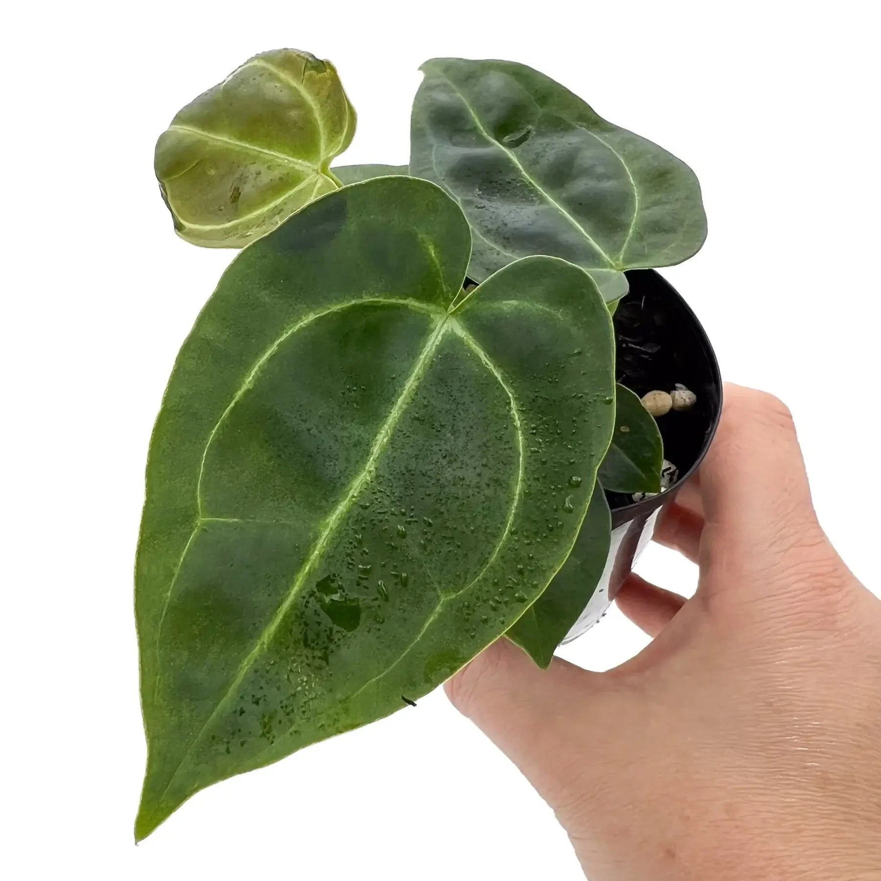 anthurium melano Anthurium 'Melano Sunset'
