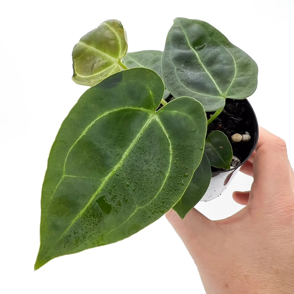 Anthurium 'Melano Sunset' with dark green bullate leaves held in a hand, perfect for rare indoor plants in Australia. Chalet Boutique, Australia.