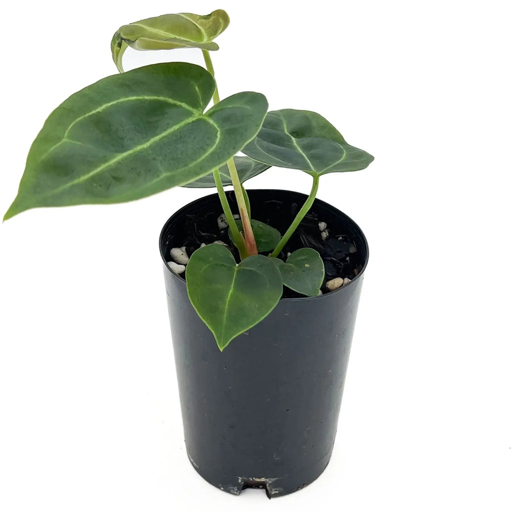 Anthurium 'Melano Sunset' in a black pot, showcasing dark bullate leaves, rare indoor plant, Chalet Boutique, Australia.