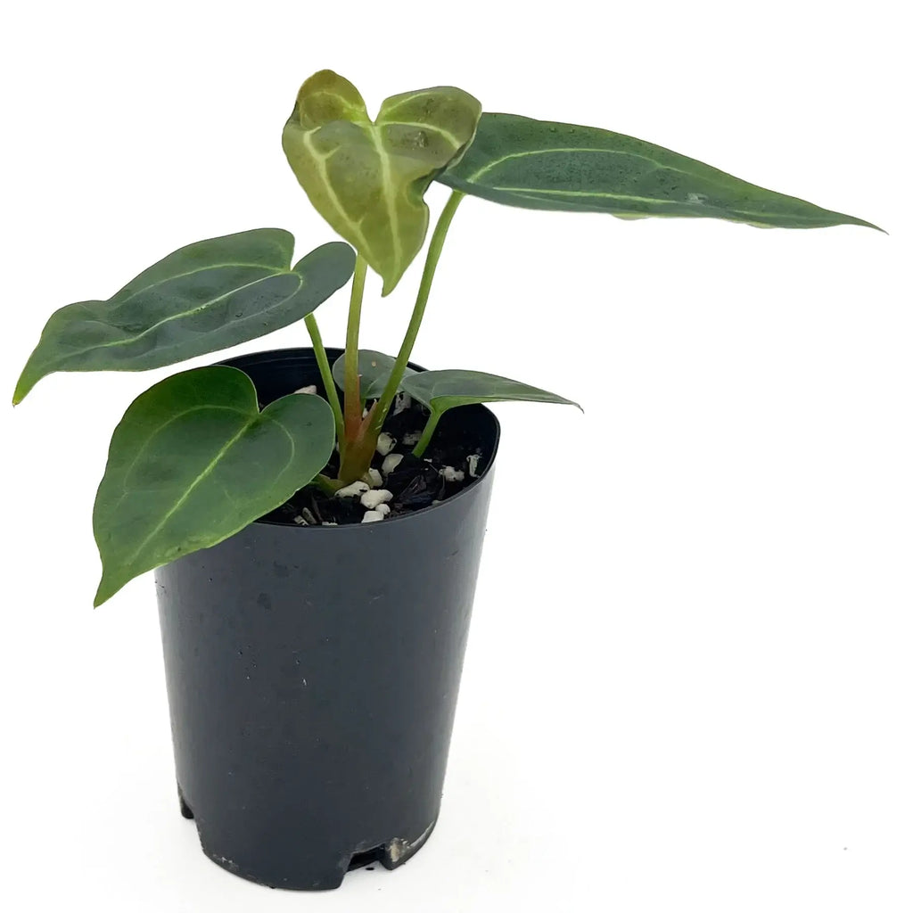 Rare Anthurium 'Melano Sunset' indoor plant in black nursery pot, showcasing vibrant leaves. Chalet Boutique, Australia.