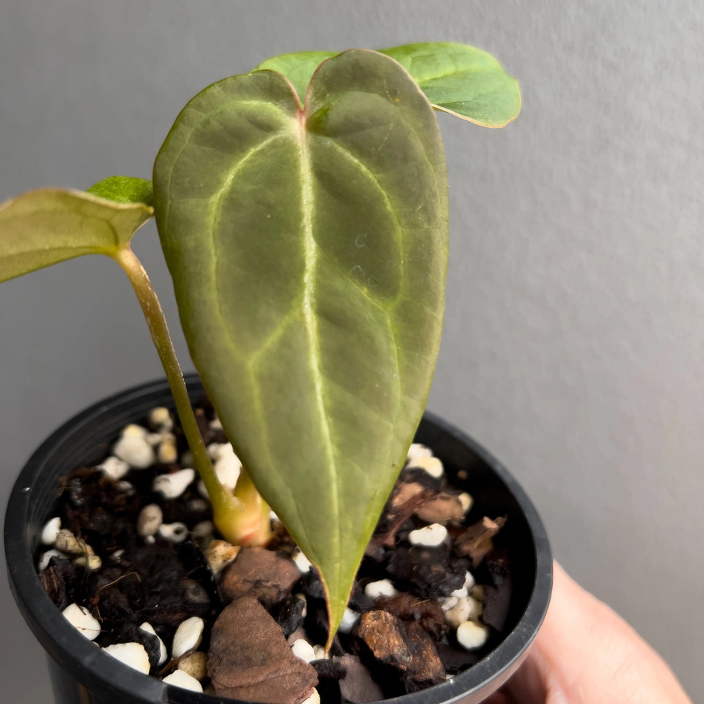 Close view of an Anthurium NOID in hand highlighting the semi translucent leaf surface, subtle pink petiole and clean defined vein structure.