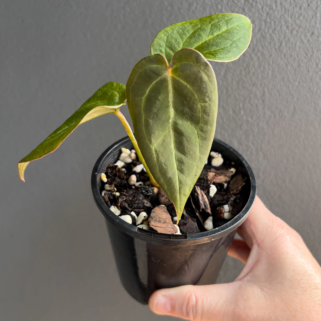 Hand holding an Anthurium NOID showing a narrow heart shaped juvenile leaf with soft matte green tone and pale glowing venation against a neutral background.
