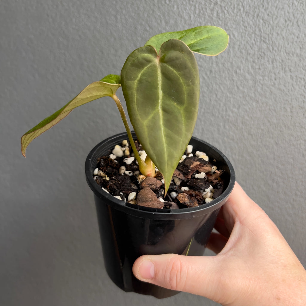 Anthurium NOID in a black nursery pot with two juvenile leaves showing soft translucent texture, pale venation and tidy upright stems.