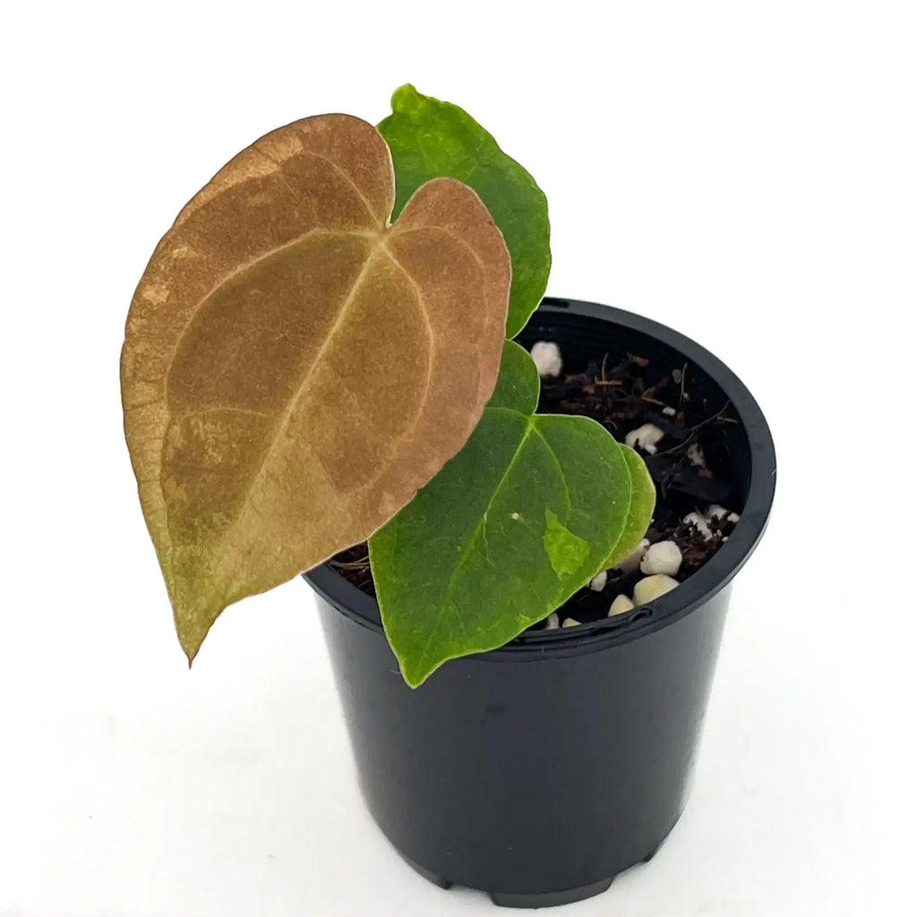 Hoya plant with unique leaves in a black pot, perfect for rare indoor plant collectors. Chalet Boutique, Australia.